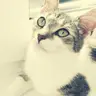 LizKit 94